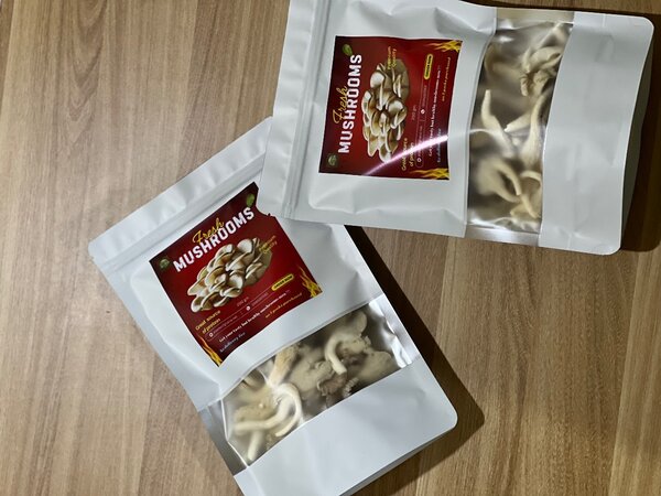 Oyster Mushroom