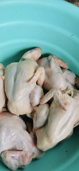 Poulet entier frais