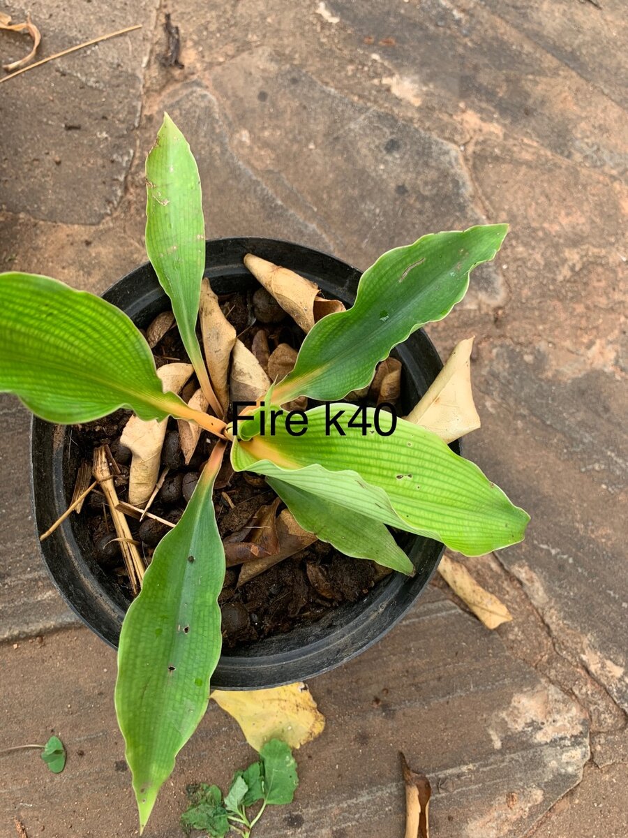 Plants