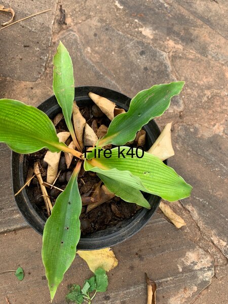 Plants