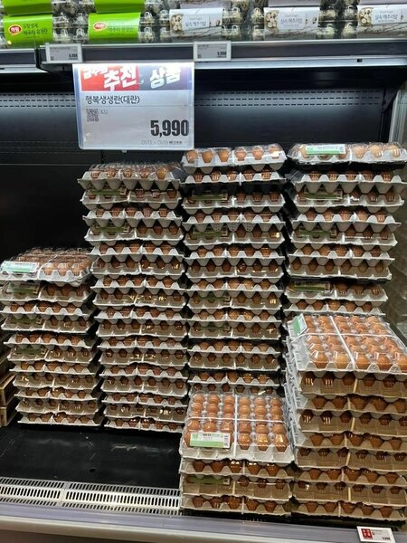 Fresh eggs