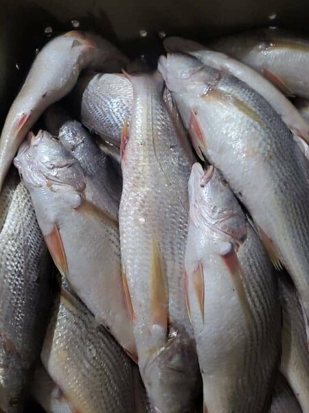 Poisson sosso