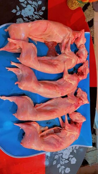 Lapins frais