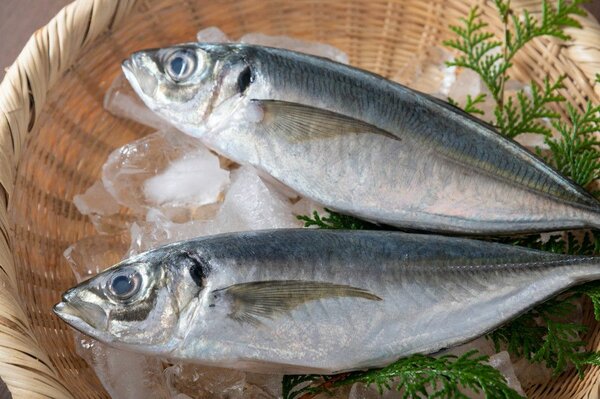 Poisson chacha gros  20kg