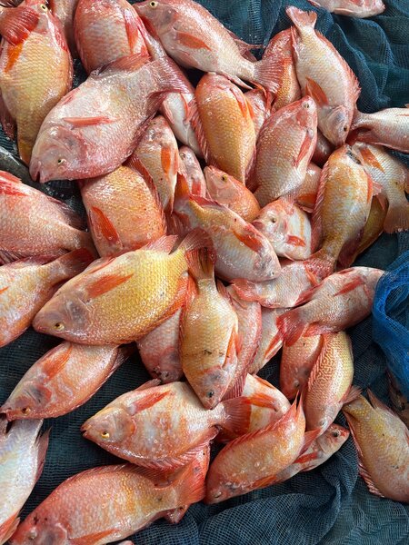 Poissons Tilapia Frais