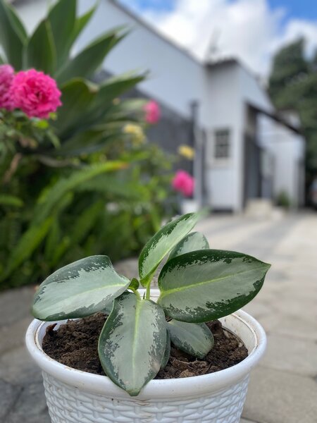 Garden plant
