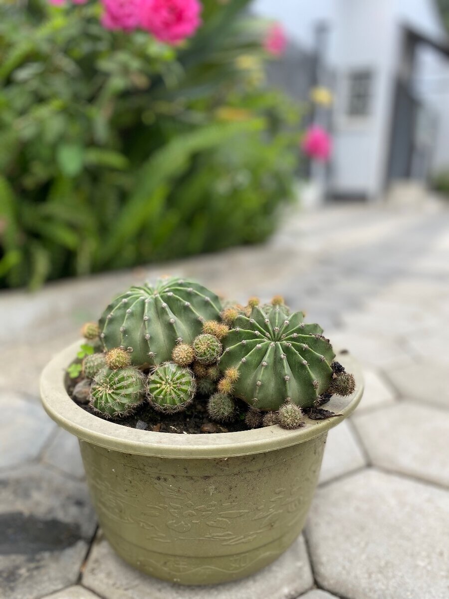 Garden plant