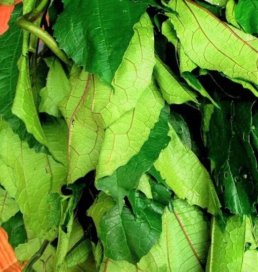Ogu leaves