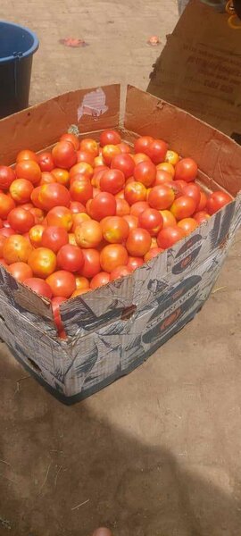 Fresh Navrongo Tomatoes