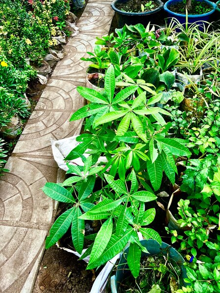 Money Plant