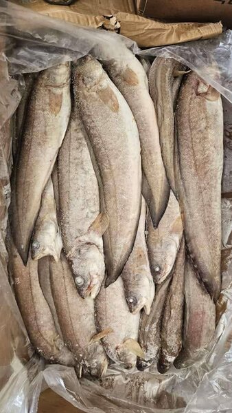 Loche (20kg)