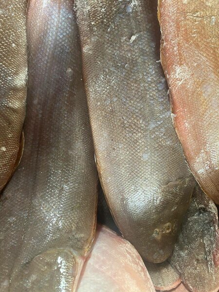 Poisson sol frais