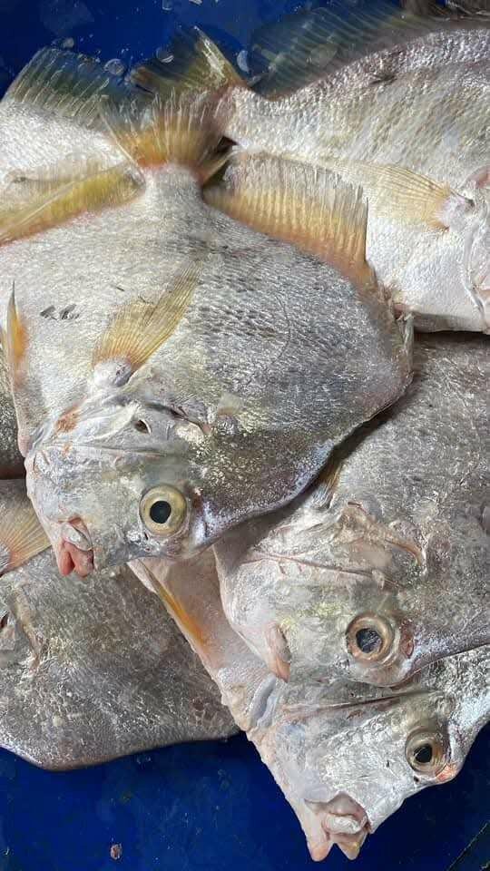 Poisson, poulets, viande et fruits de mer