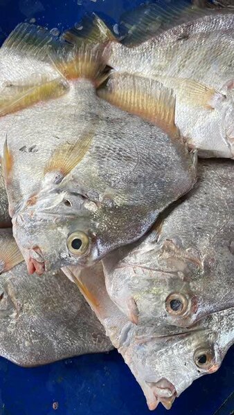 Poisson, poulets, viande et fruits de mer