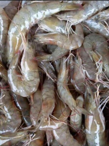 Crevettes grises