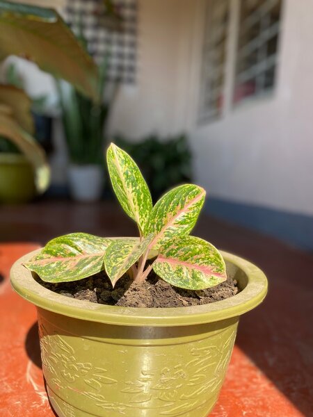 Plant