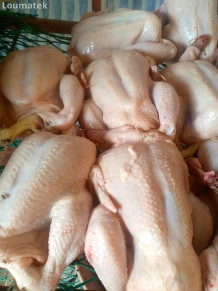 Poulet de chair