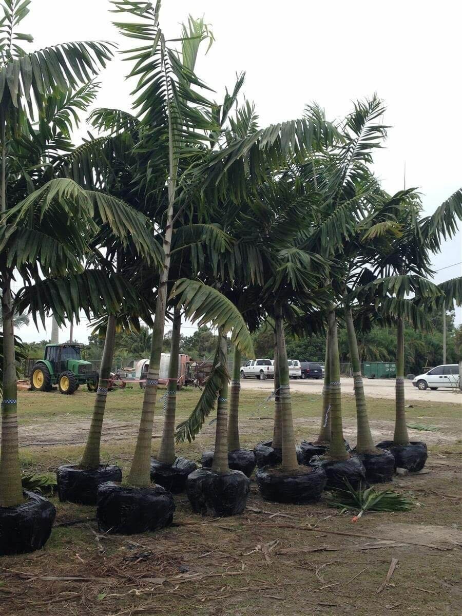 Veitchia Palm