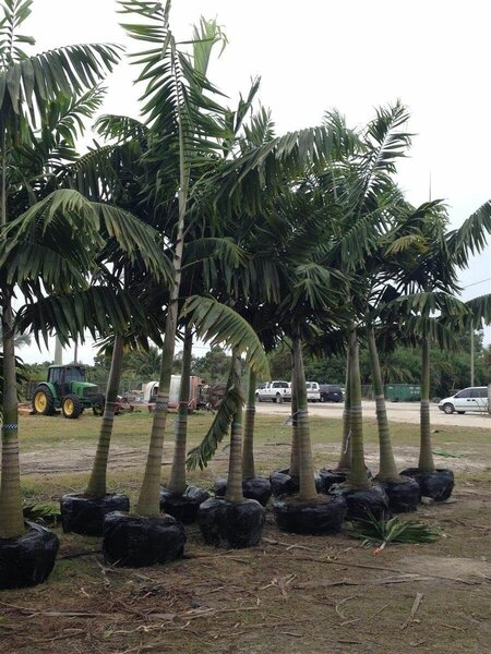 Veitchia Palm