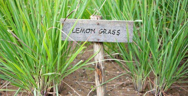 LEMONGRASS TEA