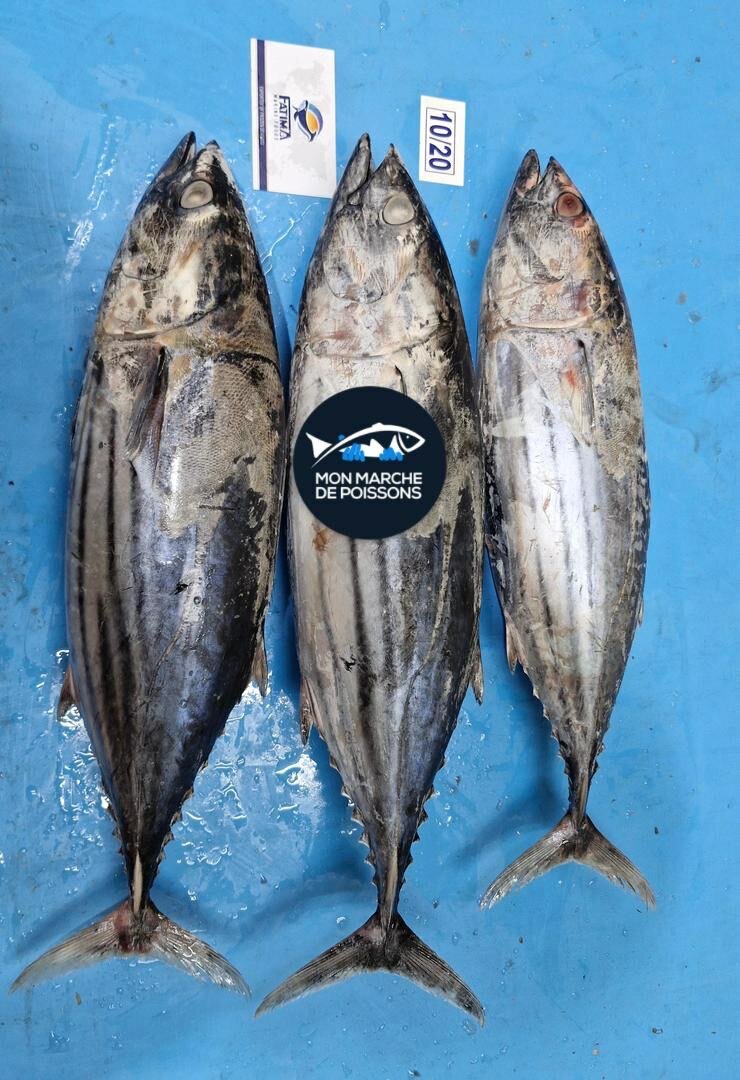 Poissons Thon Salé
