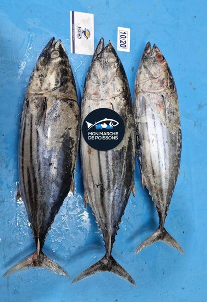 Poissons Thon Salé