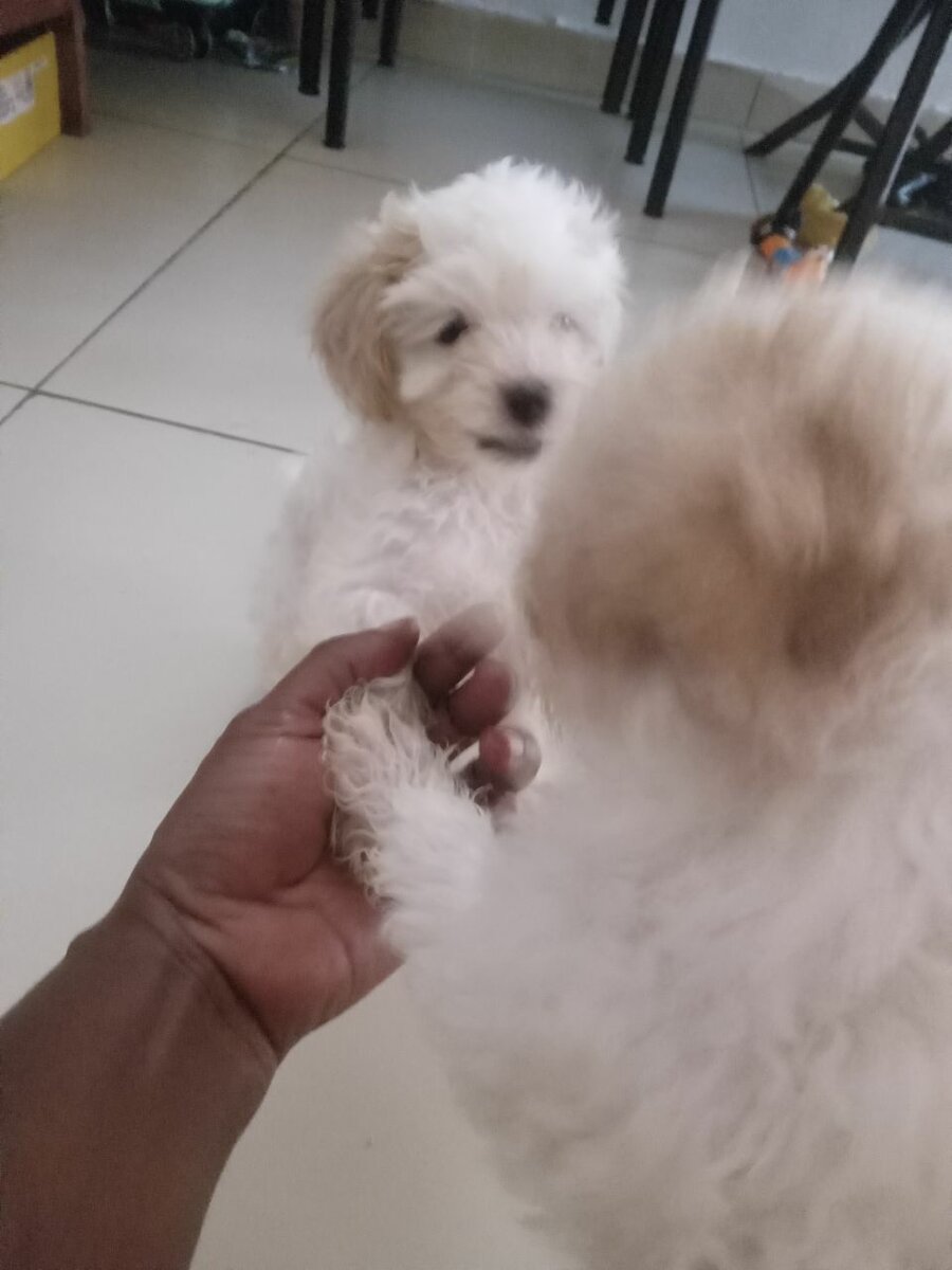 Bichons