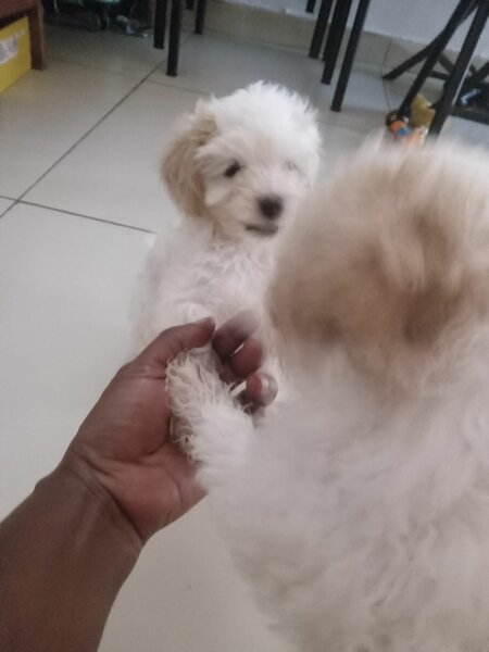Bichons
