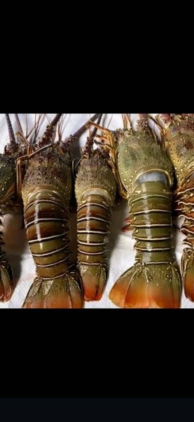 Homard Fraîche