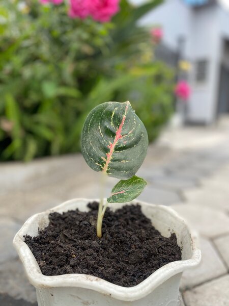 Garden plant
