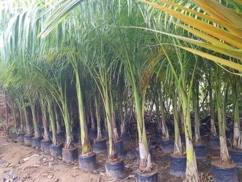 Royal  Palm