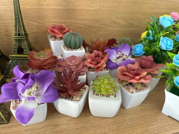 Mini Plantes Décoratives en Pot