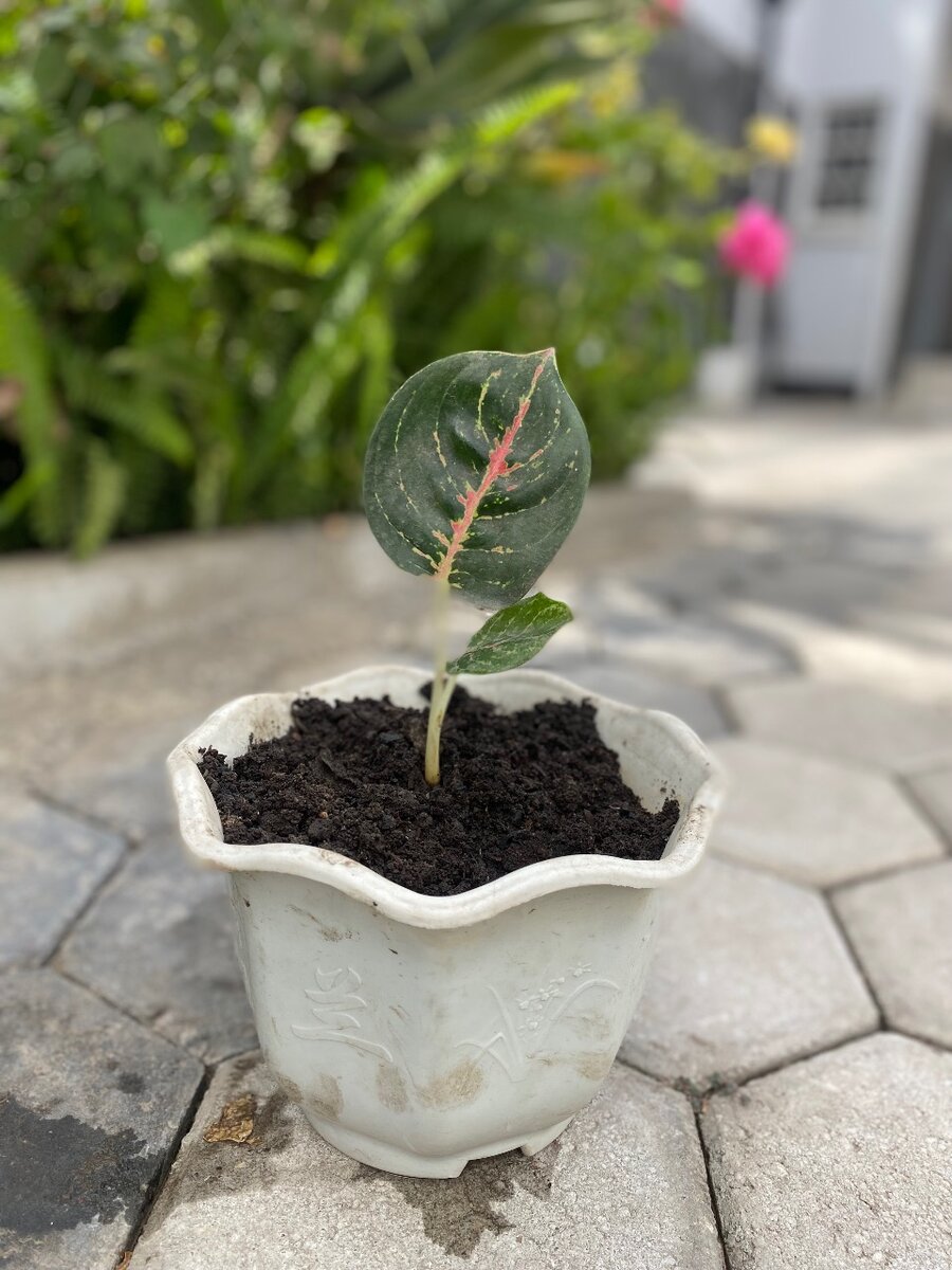 Garden plant