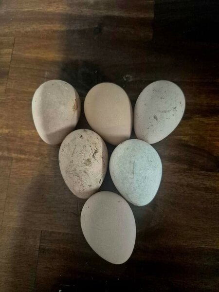 Guinea Fowls Eggs