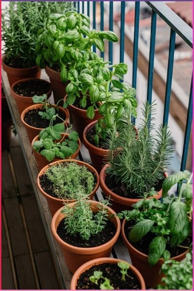 Fresh Herbs