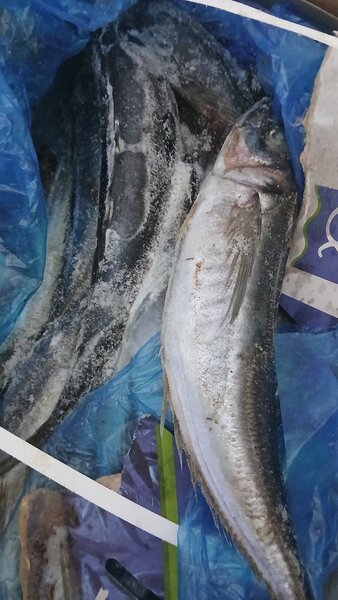 Appolo ou chacha 5kg