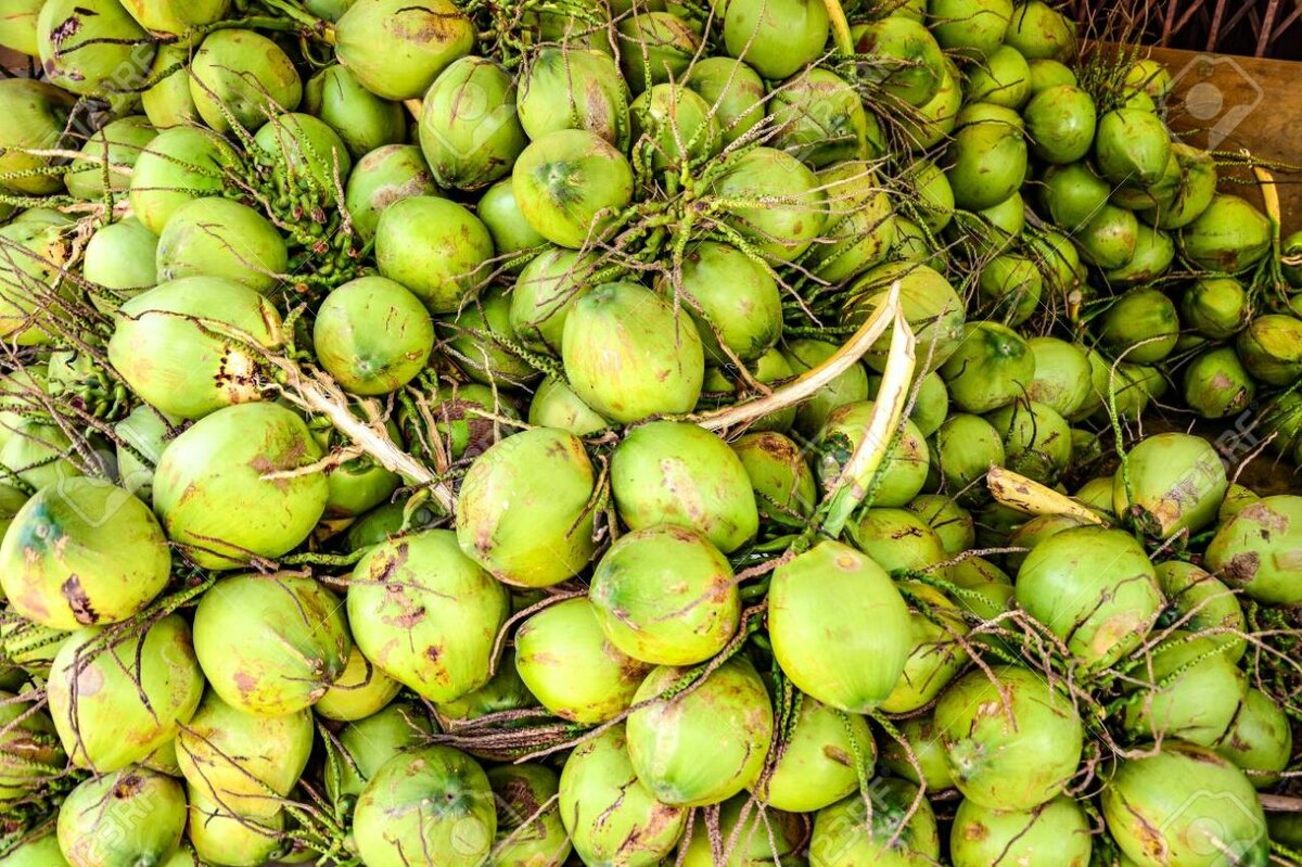 Coco frais