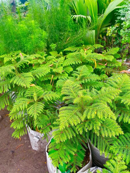 Araucaria Plant