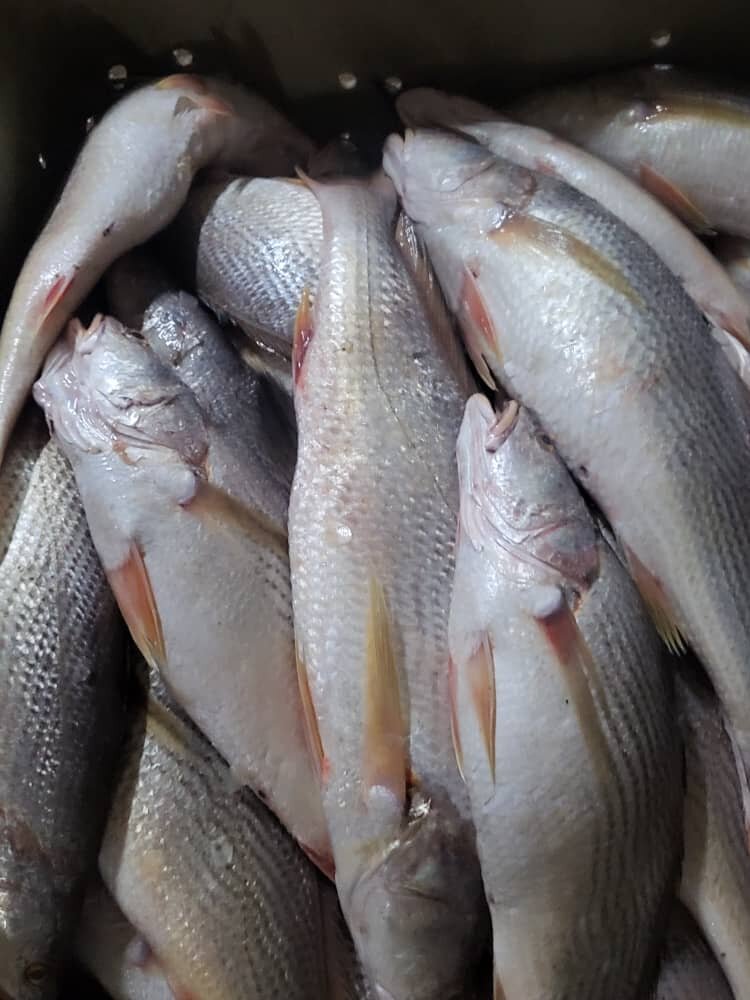 Poisson sosso