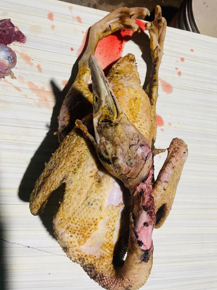 Canard