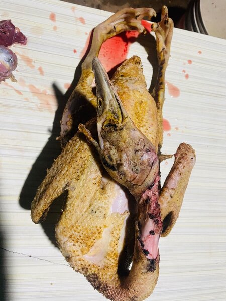 Canard