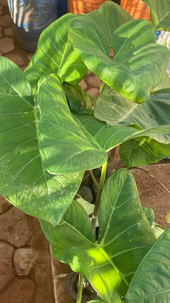 Coco Yam