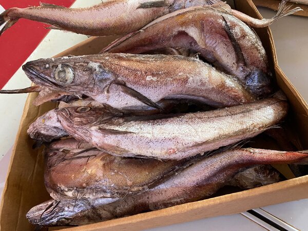 Ammah/ silver hake