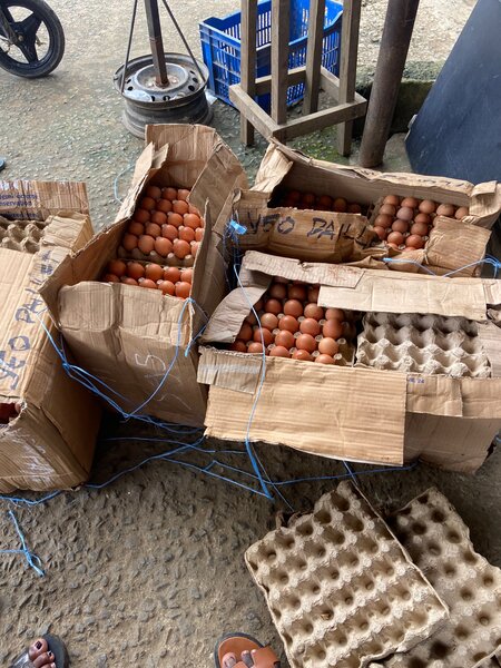 Cartons d'œufs