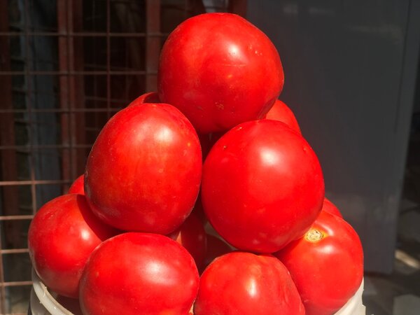 Fresh Tomatoes