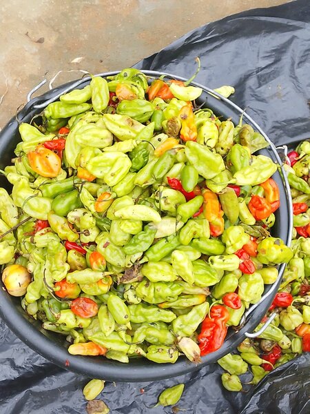 Piments frais bio
