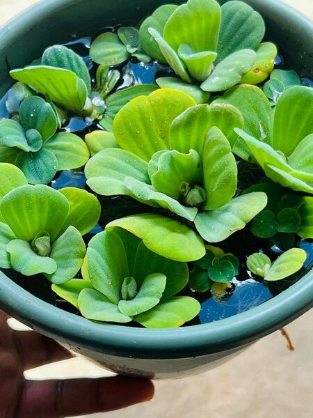 Plant