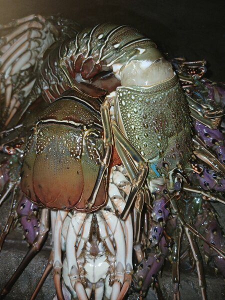 Langoustes