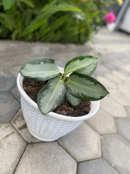 Garden plant