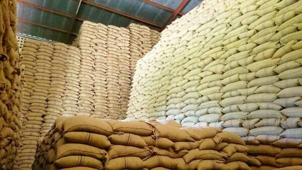 Yellow Maize